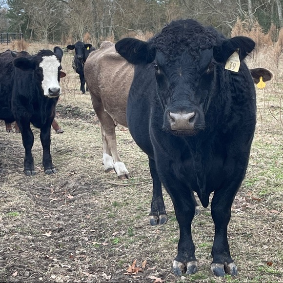 Be nice - Picture 7 of 12